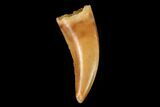 Serrated, Theropod Tooth - Real Dinosaur Tooth #159024-1